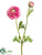 Ranunculus Spray - Rose - Pack of 12