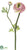Double Ruffle Ranunculus Spray - Pink - Pack of 12