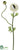 Ranunculus Spray - Cream - Pack of 12