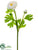 Ranunculus Spray - Cream - Pack of 12