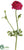 Ranunculus Spray - Beauty - Pack of 12