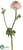 Ranunculus Spray - Cream Cerise - Pack of 12