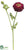 Ranunculus Spray - Burgundy Green - Pack of 12