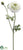 Ranunculus Spray - Cream Green - Pack of 12