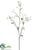 Starflower Spray - Cream Green - Pack of 12