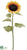Giant Sunflower Spray - Yellow Gold - Pack of 12