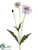 Scabiosa Spray - Lilac - Pack of 12