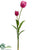 Tulip Spray - Beauty - Pack of 12