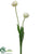 Tulip Spray - Green - Pack of 12