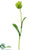 Tulip Spray - Green Cream - Pack of 12