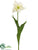 Giant Parrot Tulip Spray - Cream Green - Pack of 12