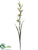 Watsonia Spray - Cream Plum - Pack of 12