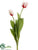 Dutch Tulip Spray - White Red - Pack of 6