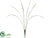 Large Cymbidium Orchid Plant - - Pack of 12