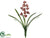 Mini Cymbidium Orchid Spray - Burgundy - Pack of 6