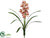 Mini Cymbidium Orchid Spray - Mauve - Pack of 6