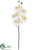 Phalaenopsis Orchid Spray - White Yellow - Pack of 12