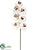 Large Phalaenopsis Orchid Spray - Burgundy Cream - Pack of 6