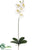 Phalaenopsis Orchid Spray - White Yellow - Pack of 6