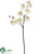 Phalaenopsis Orchid Spray - White Yellow - Pack of 6