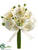 Phalaenopsis Orchid Bouquet - Cream - Pack of 4
