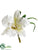 Cattleya Orchid Corsage - White - Pack of 24