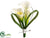 Calla Lily Corsage - Cream - Pack of 12