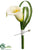 Calla Lily Boutonniere - Cream Green - Pack of 12