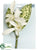 Dendrobium Orchid Boutonniere - Cream - Pack of 12