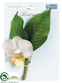 Silk Plants Direct Phalaenopsis Orchid Boutonniere - Cream Yellow - Pack of 12
