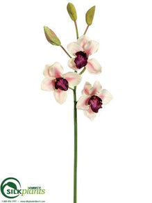 Large Cymbidium Orchid Spray - Cream Burgundy - Pack of 12