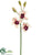 Large Cymbidium Orchid Spray - Cream Burgundy - Pack of 12