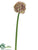 Allium Spray - Fuchsia Green - Pack of 12