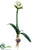 Amaryllis Spray - Cream Green - Pack of 6