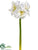 Amaryllis Spray - White - Pack of 6