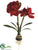 Amaryllis Plant - Red - Pack of 4