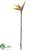 Bird of Paradise Spray - Orange - Pack of 12