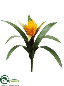 Bromeliad Plant - Orange - Pack of 6