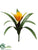 Bromeliad Plant - Orange - Pack of 6