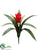Bromeliad Plant - Red - Pack of 6
