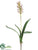 Finger Bromeliad Plant - Burgundy Green - Pack of 12