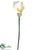 Calla Lily Spray - Cream White - Pack of 12