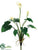 Calla Lily Plant - Cream - Pack of 4