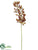 Mini Cymbidium Orchid Spray - Green Brown - Pack of 12