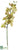 Phalaenopsis Orchid Spray - Green Burgundy - Pack of 6