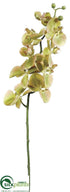 Silk Plants Direct Phalaenopsis Orchid Spray - Green Burgundy - Pack of 6