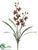 Mini Cymbidium Orchid Plant - Green Burgundy - Pack of 6