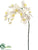 Phalaenopsis Orchid Spray - Cream Yellow - Pack of 4