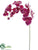 Phalaenopsis Orchid Spray - Violet - Pack of 4
