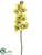 Cymbidium Orchid Spray - Green Burgundy - Pack of 6